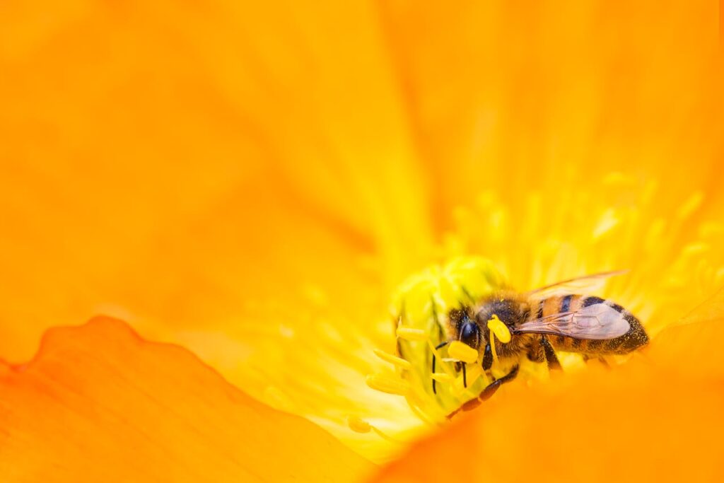Biene Pollen Blüte Tipps für Bienenliebhaber Darauf unbedingt achten
