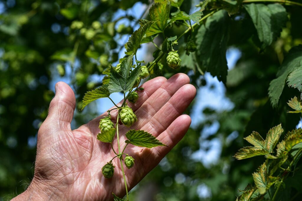 Hopfen wächst Natur Sonne Hopfentee – Wirkung und Nebenwirkungen im Überblick